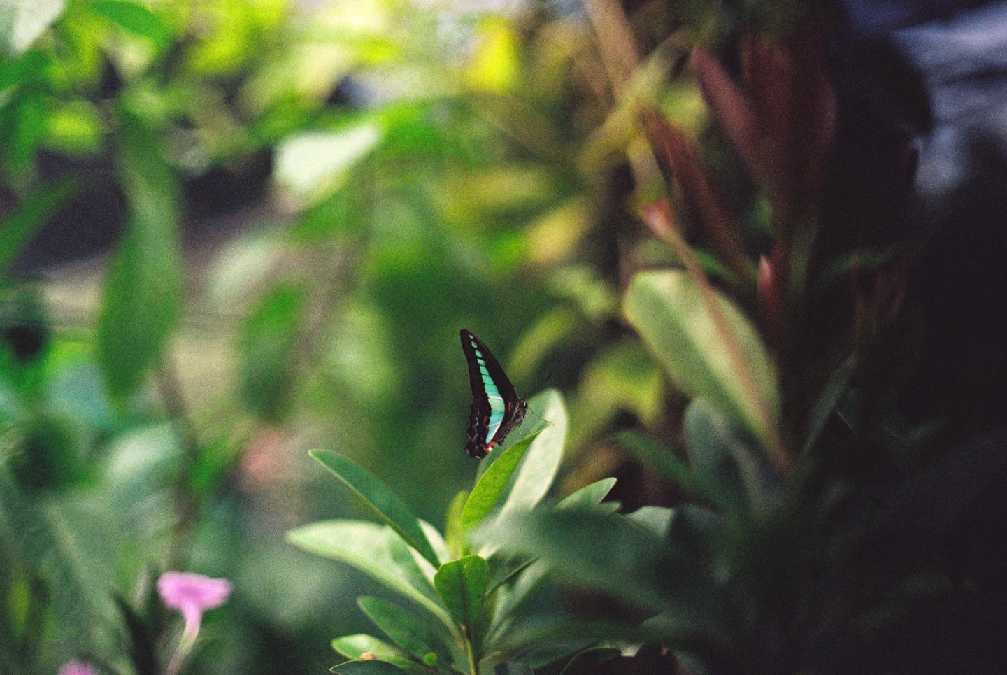 A blue and black butterfly rests on a green leaf in a garden.