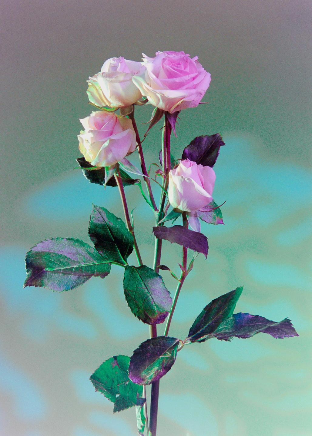 Four pink roses with green and purple leaves are arranged against a blue and green background.
