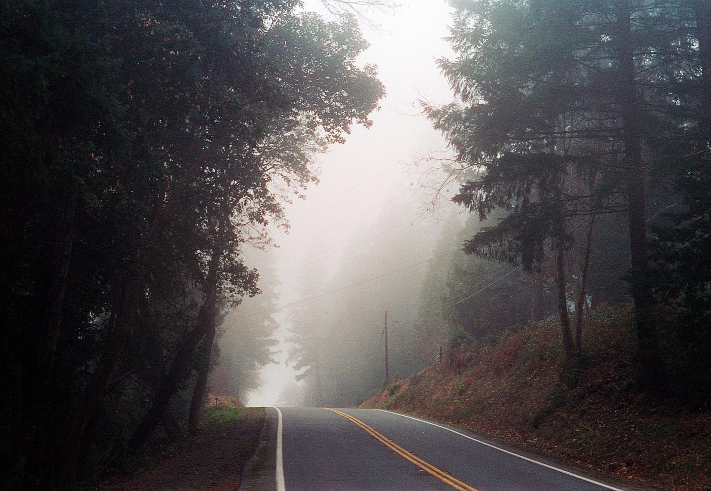 A winding road disappears into a thick fog, flanked by tall trees and a grassy hillside.