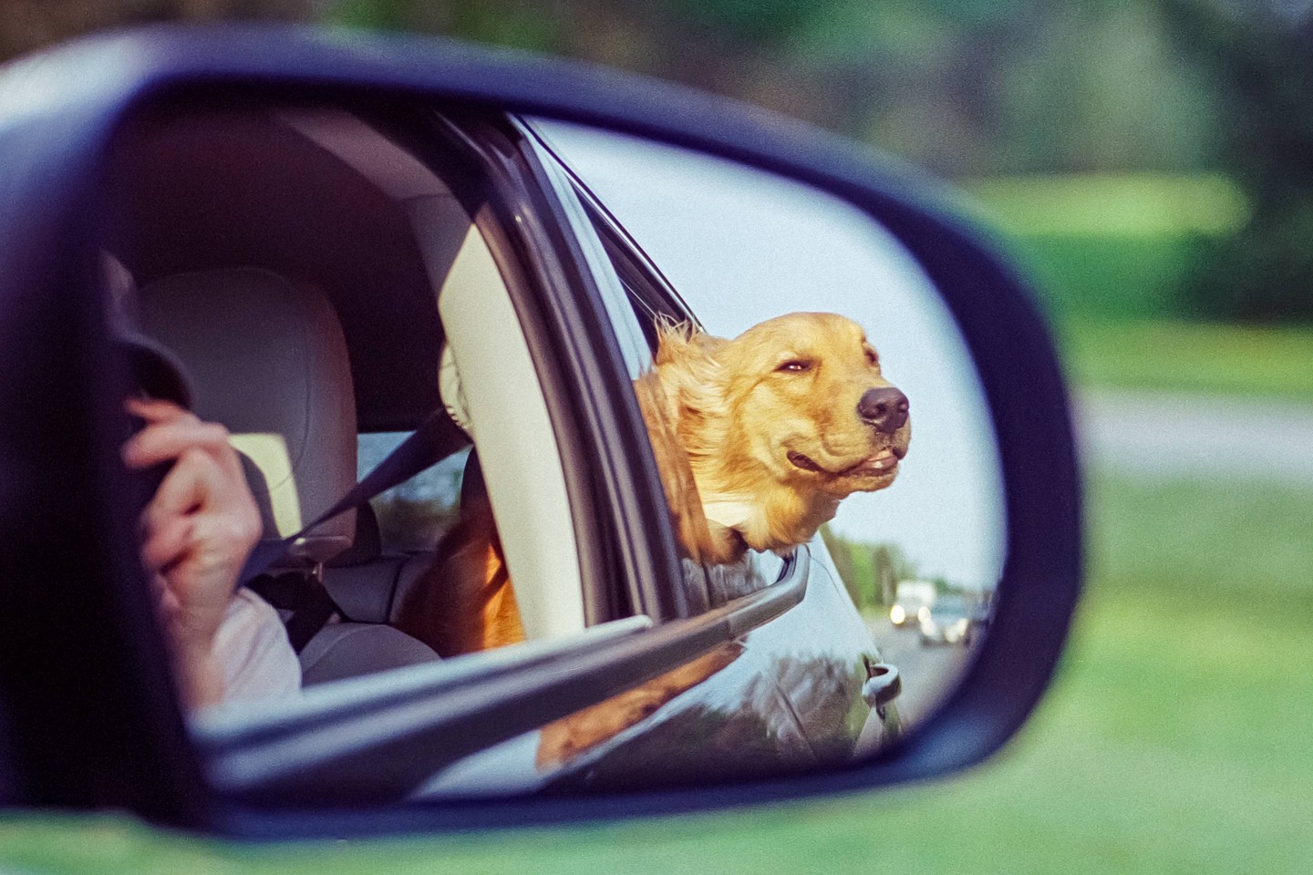 A golden retriever with its head out of a car window is reflected in a side mirror.