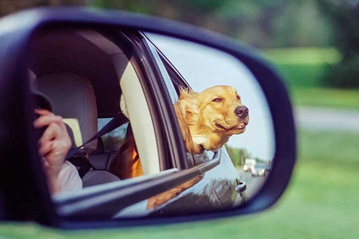 A golden retriever with its head out of a car window is reflected in a side mirror.