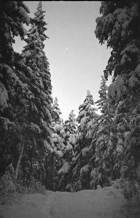 A crescent moon is visible in the sky above a snow-covered forest.