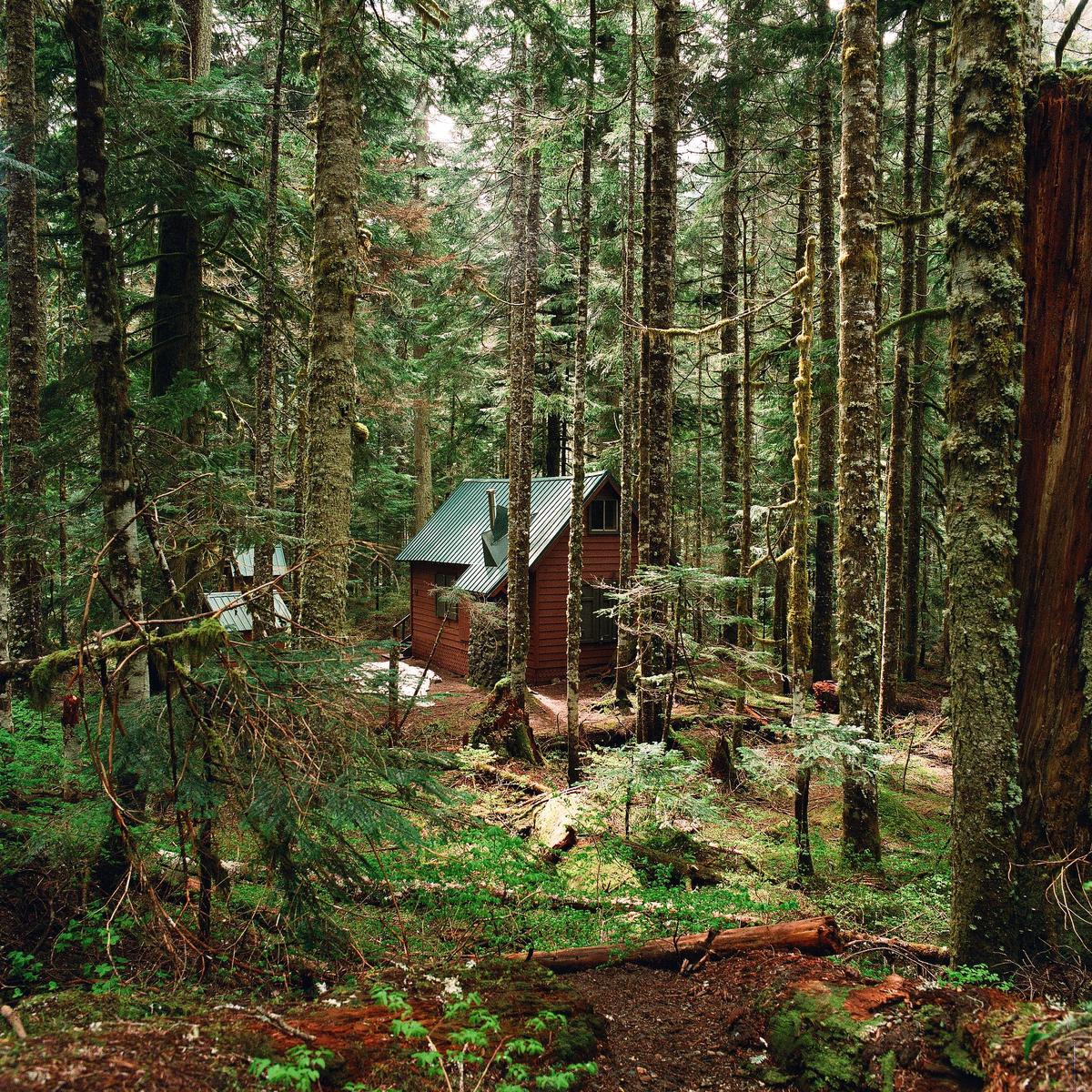 A small cabin with a green roof is nestled among tall trees in a dense forest.