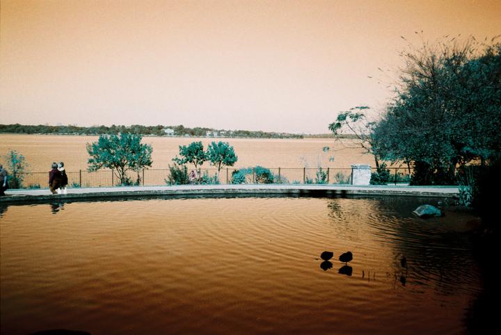Two ducks swim in a pond with a fence and trees along the far bank, and a large body of water in the distance.
