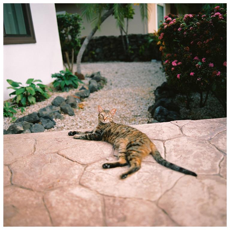 A tabby cat is lying on a stone patio next to a garden path.