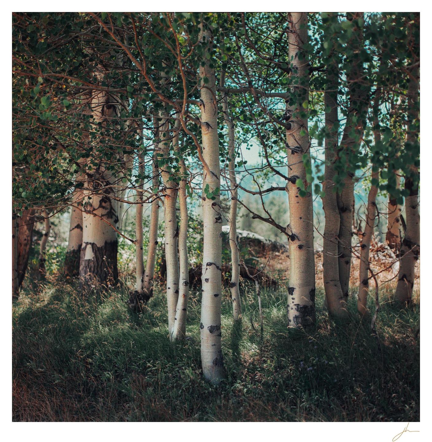 A grove of aspen trees with white bark and green leaves stands in a sun-dappled forest.