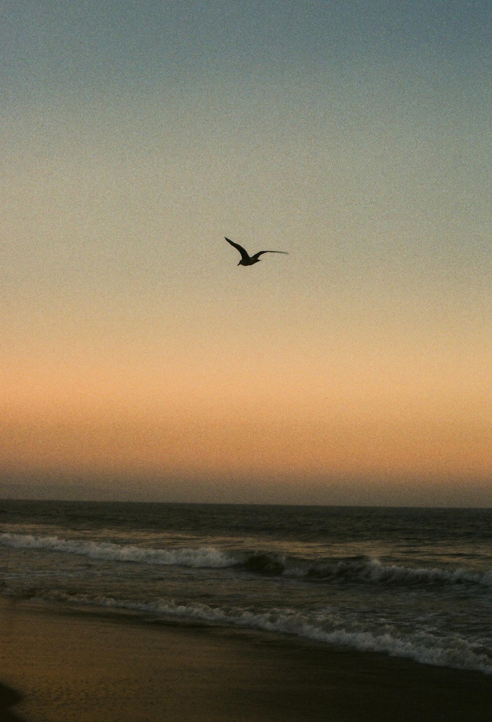 A bird flies over the ocean at dusk.