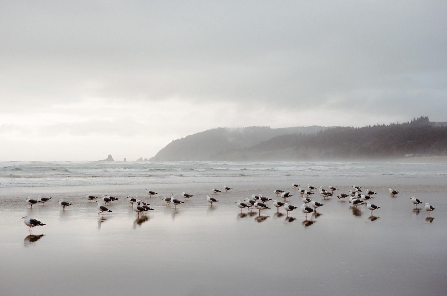 A flock of seagulls stands on a wet beach with waves crashing in the background and a hazy, forested coastline in the distance.