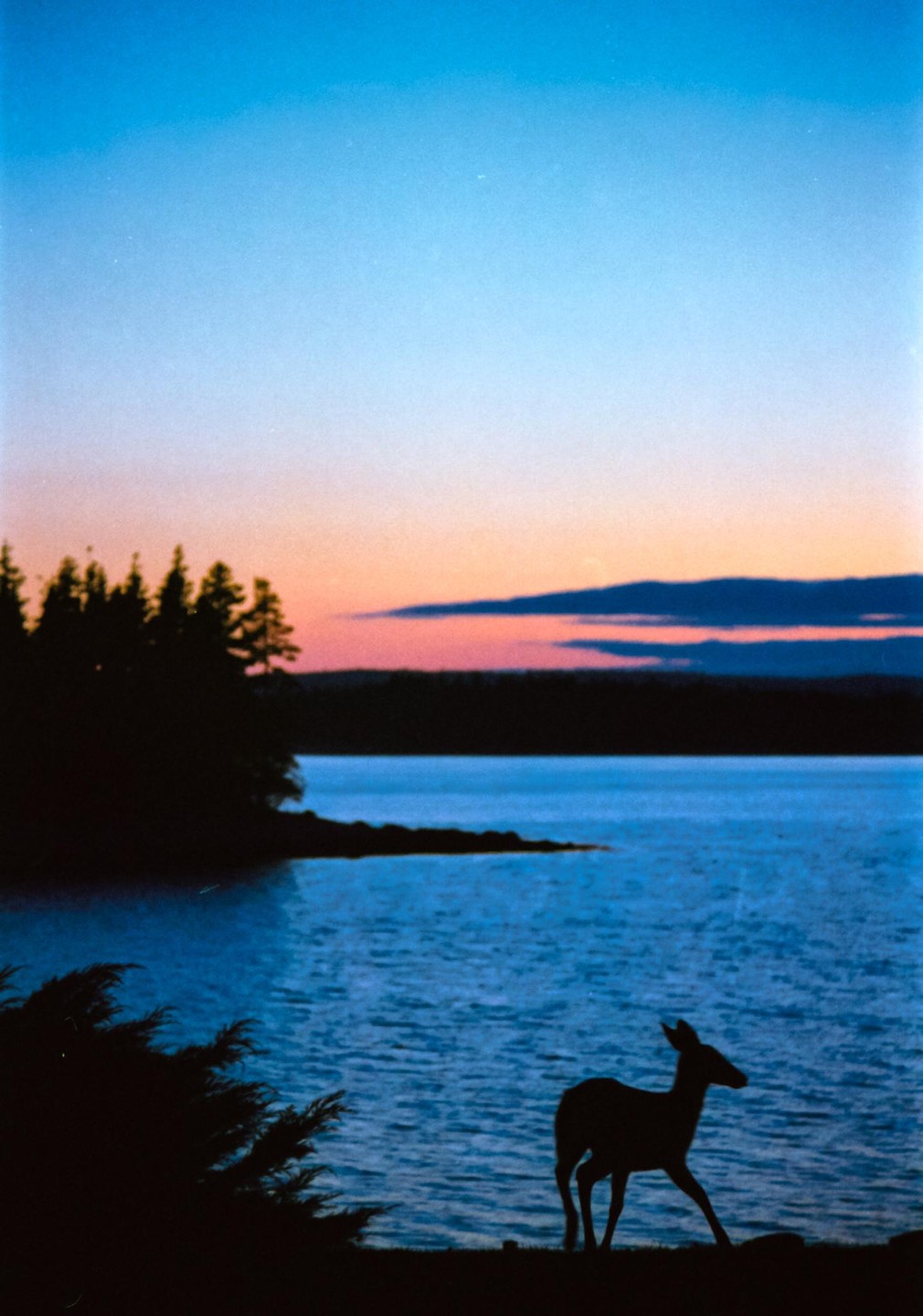 A deer stands silhouetted against a lake and a colorful sky at dusk.