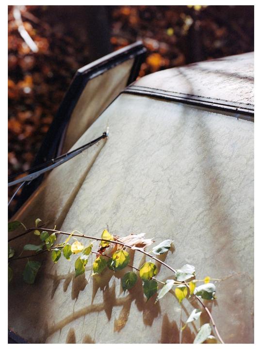 A leafy branch casts shadows on the side of a boat.