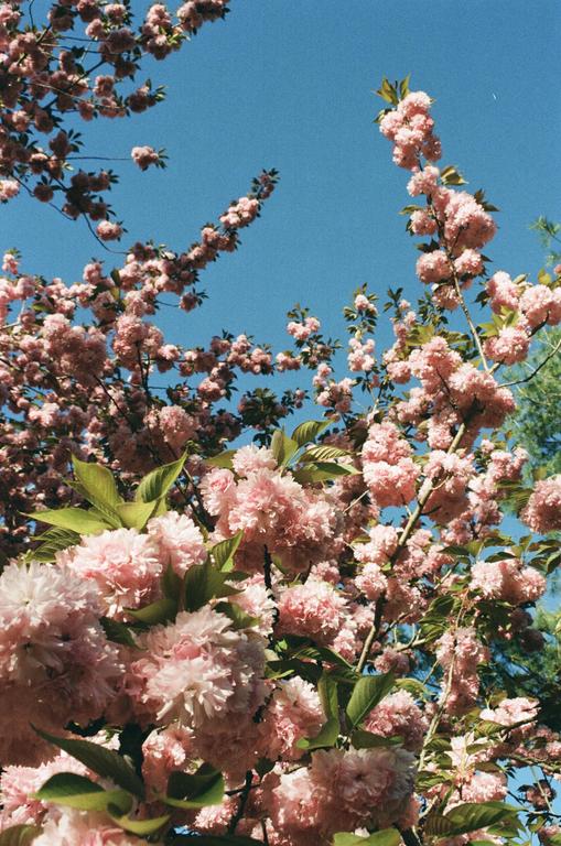 Pink blossoms on a tree branch are set against a clear blue sky.