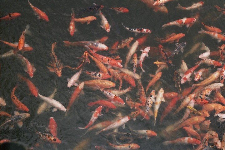 Many orange, white, and black koi swim in dark water.