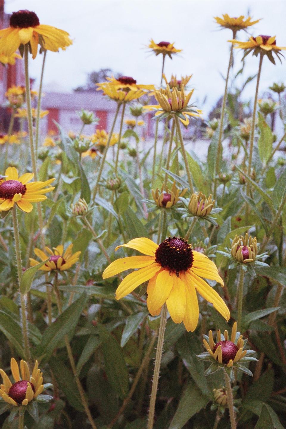 A field of yellow and dark red flowers with green leaves is shown from a low angle.