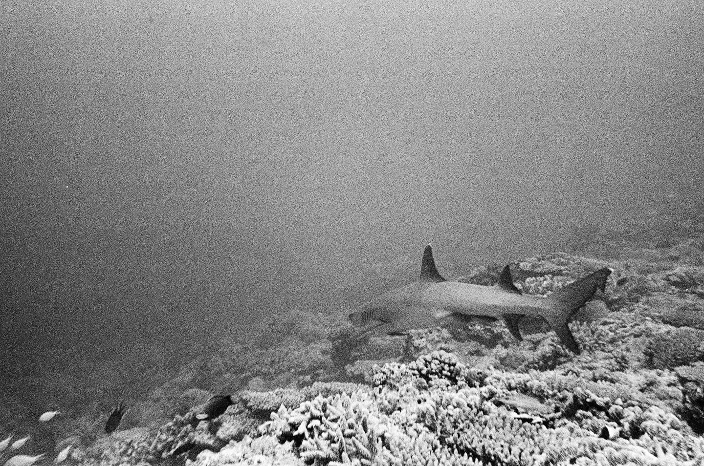 A shark swims over a coral reef in murky water.