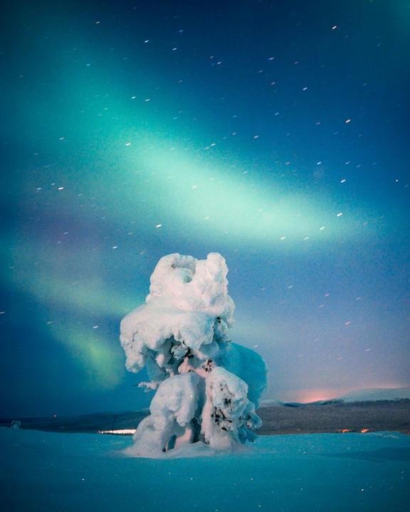 A snow-covered tree stands under a sky illuminated by the northern lights and stars.