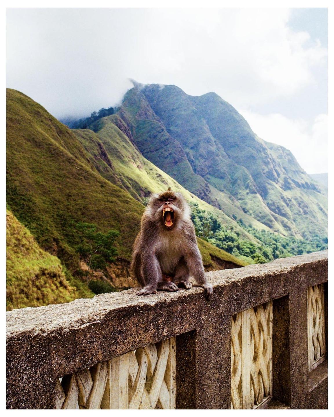 A monkey with its mouth open sits on a concrete barrier with green mountains in the background.