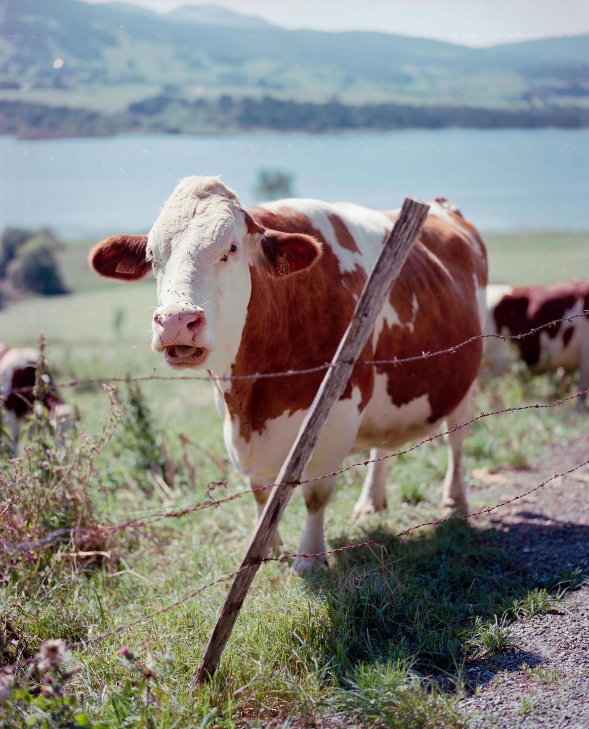 A brown and white cow stands behind a barbed wire fence with a lake and mountains in the background.