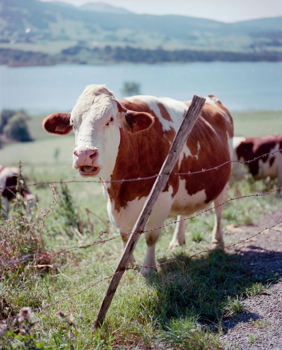 A brown and white cow stands behind a barbed wire fence with a lake and mountains in the background.