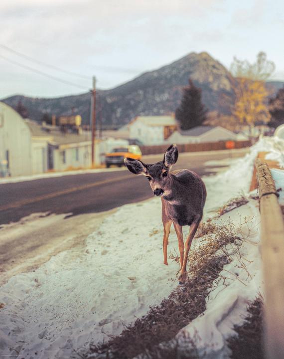 A deer stands on a snowy roadside next to a street with houses and a mountain in the background.