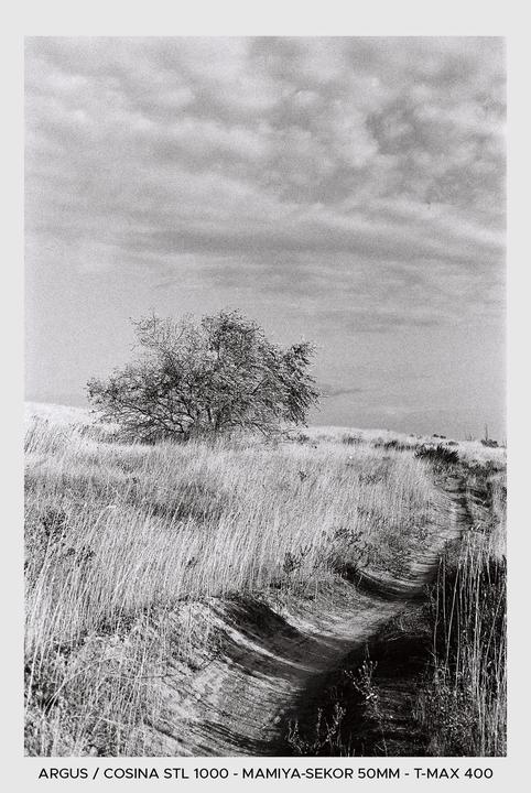 A dirt path winds through a field of tall grass towards a lone tree under a cloudy sky.