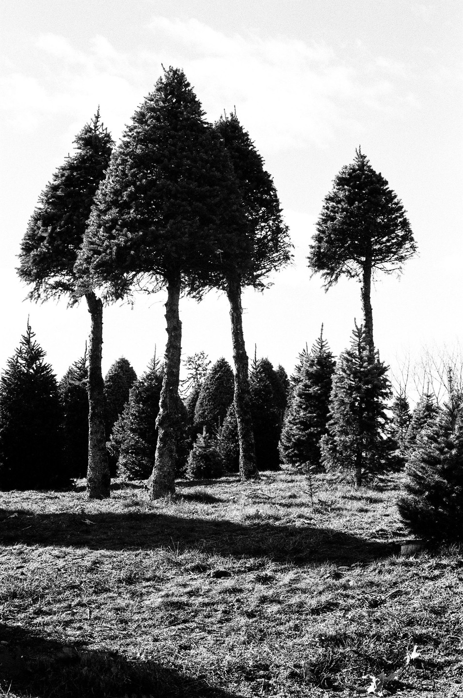 Four tall, slender pine trees stand in a field of shorter pine trees under a bright sky.