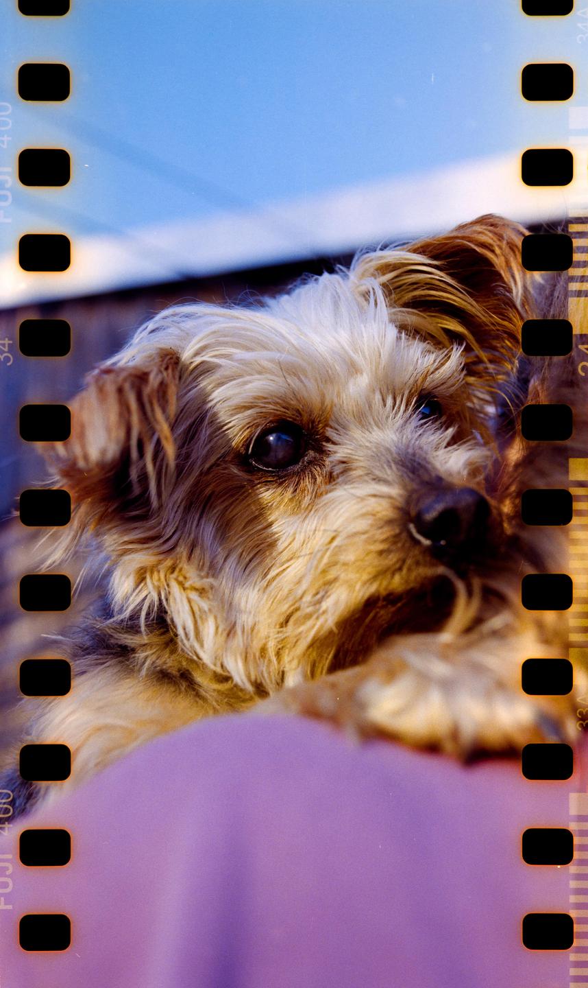 A small dog with shaggy brown and white fur looks directly at the viewer.