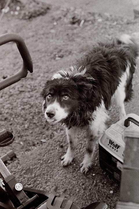 A black and white dog with shaggy fur looks up at the viewer, standing next to a tool box and gardening tools.