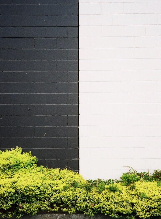 A black and white wall is partially covered by green foliage.