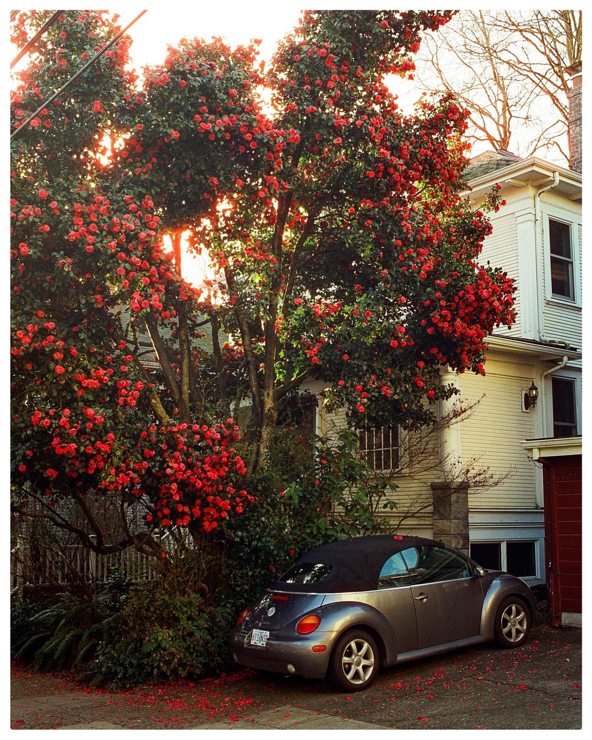 A gray convertible car is parked next to a house and a large tree with red blossoms.