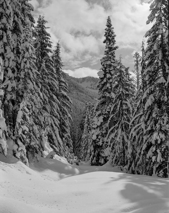 A snowy forest with tall pine trees covered in snow and a path of untouched snow in the foreground.
