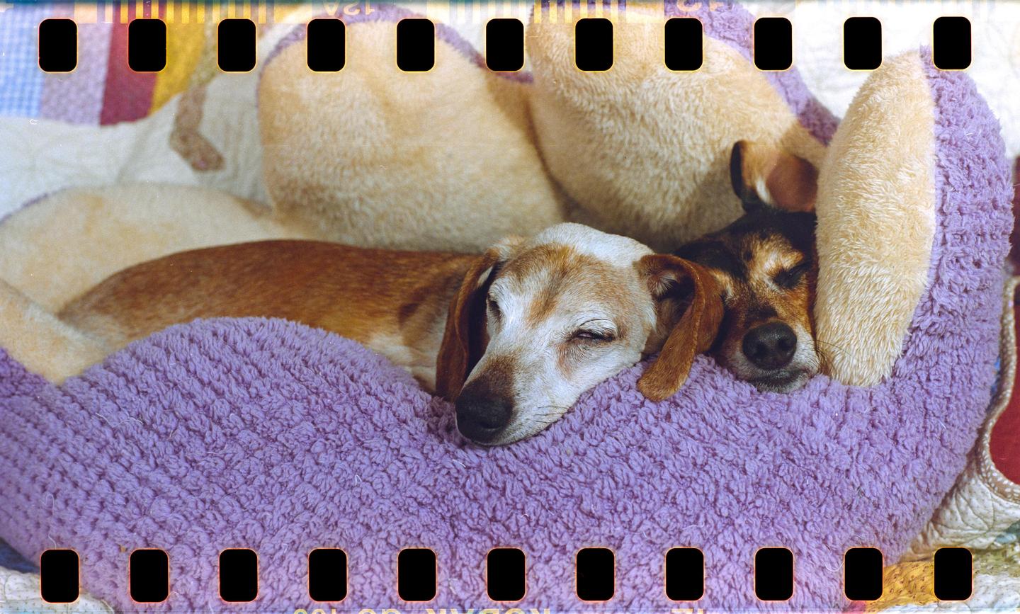 Two dogs are sleeping in a purple dog bed.