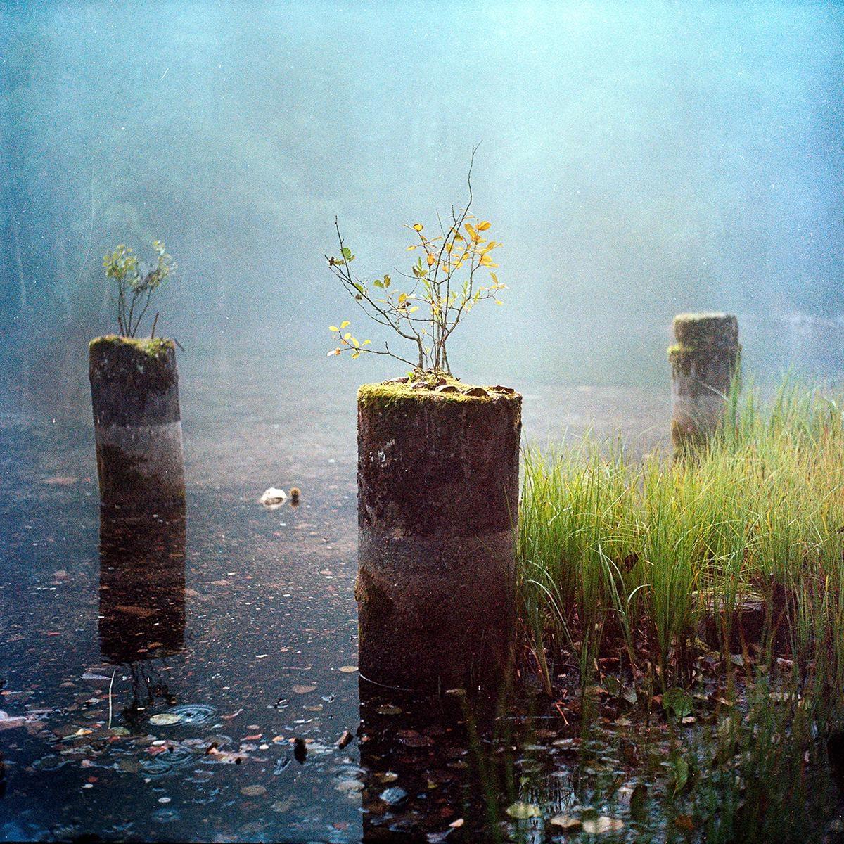 Three moss-covered pillars with small plants growing on top stand in a body of water with tall grass on the right.
