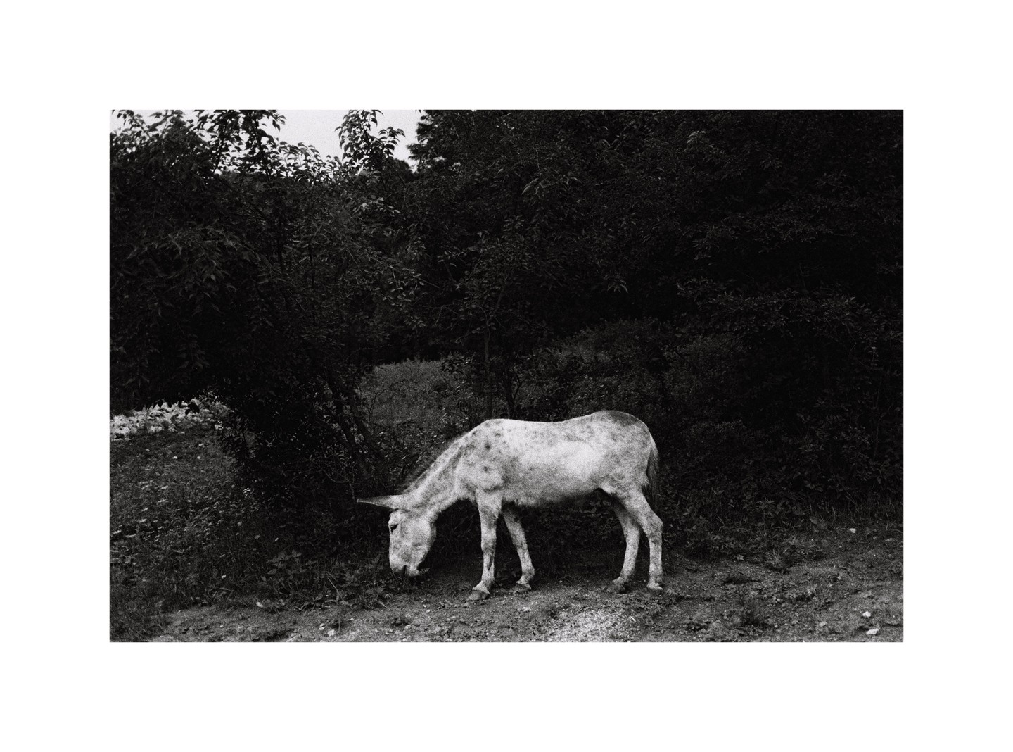 A donkey grazes in a field with dense foliage in the background.