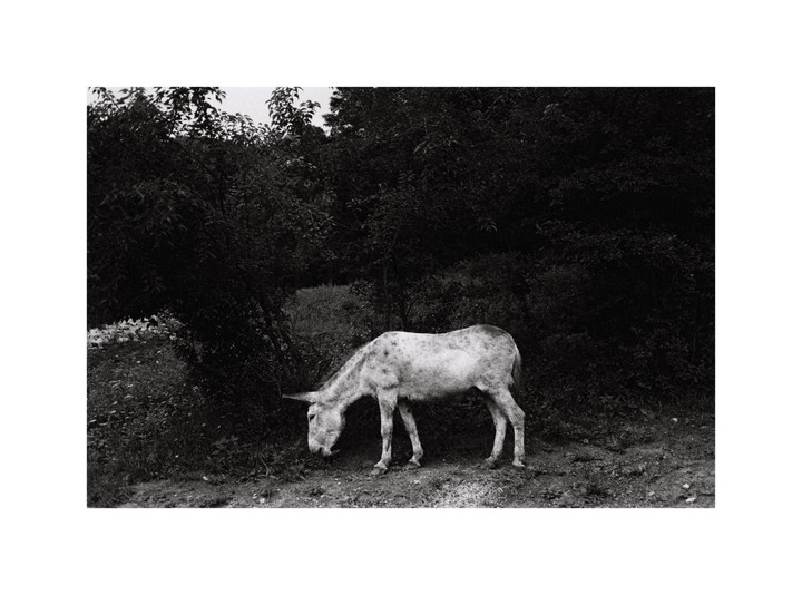A donkey grazes in a field with dense foliage in the background.