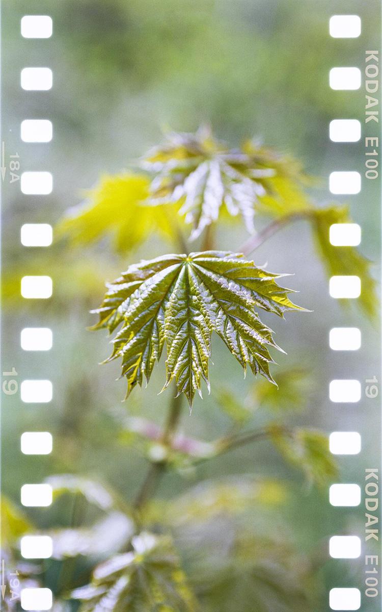 A close-up shot shows a green maple leaf with other leaves blurred in the background.