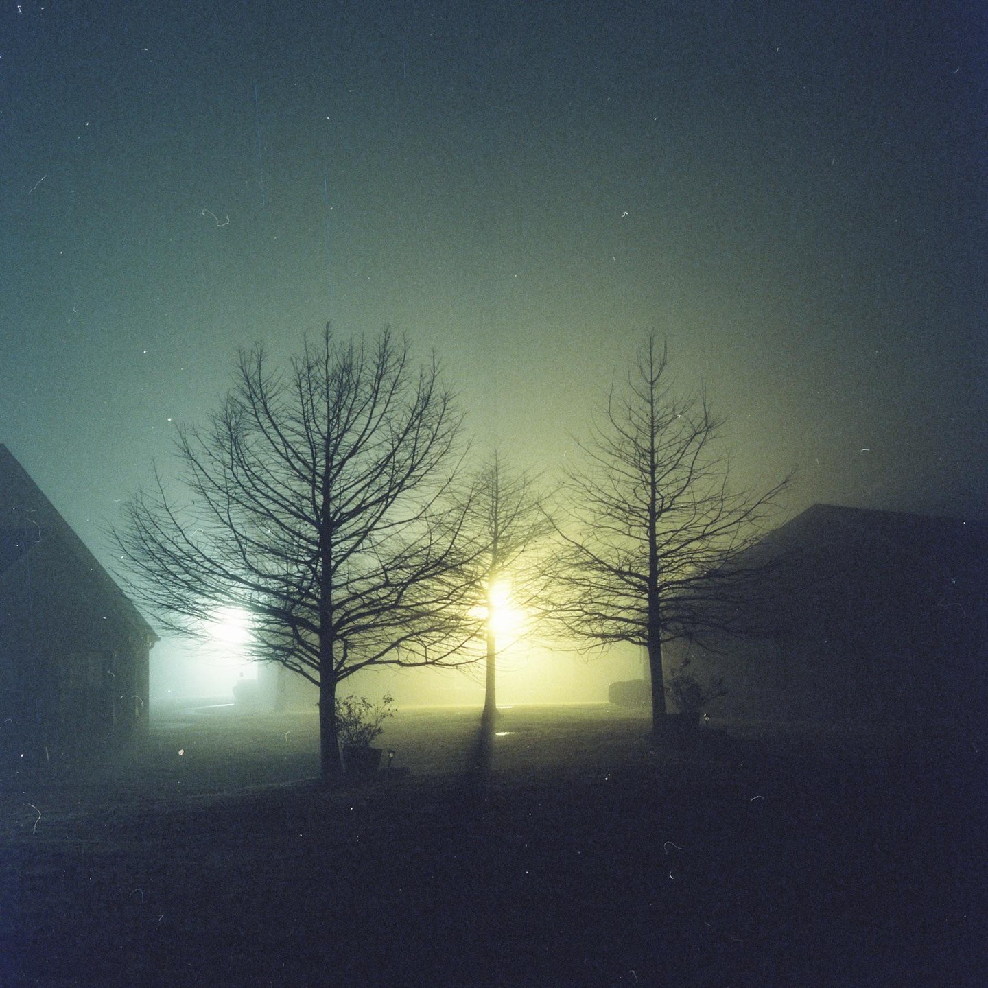 Bare trees stand in a foggy landscape with glowing lights and dark buildings on either side.