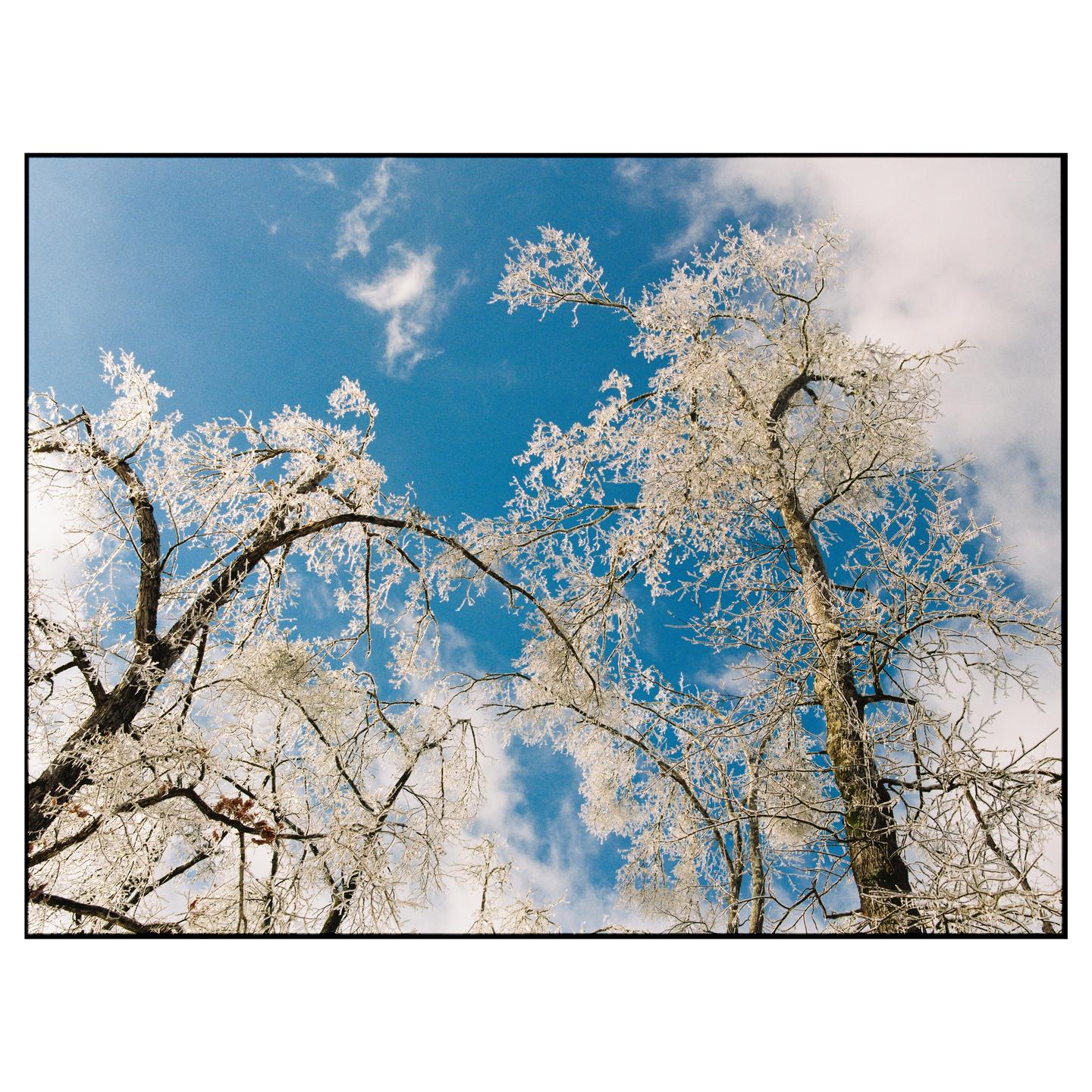 Two trees covered in ice are viewed from below against a bright blue sky with white clouds.