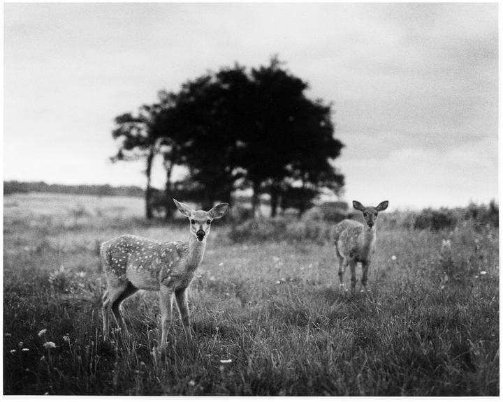 Two fawns stand in a grassy field with a tree line in the background.