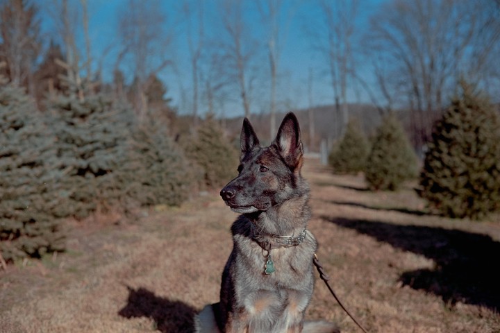 A german shepherd dog sits in a field with evergreen trees and bare trees in the background.