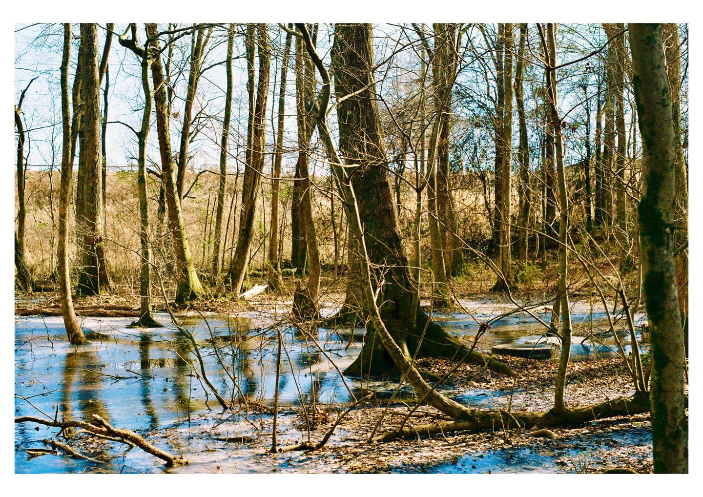 A forest with bare trees stands in a shallow body of water with patches of ice.