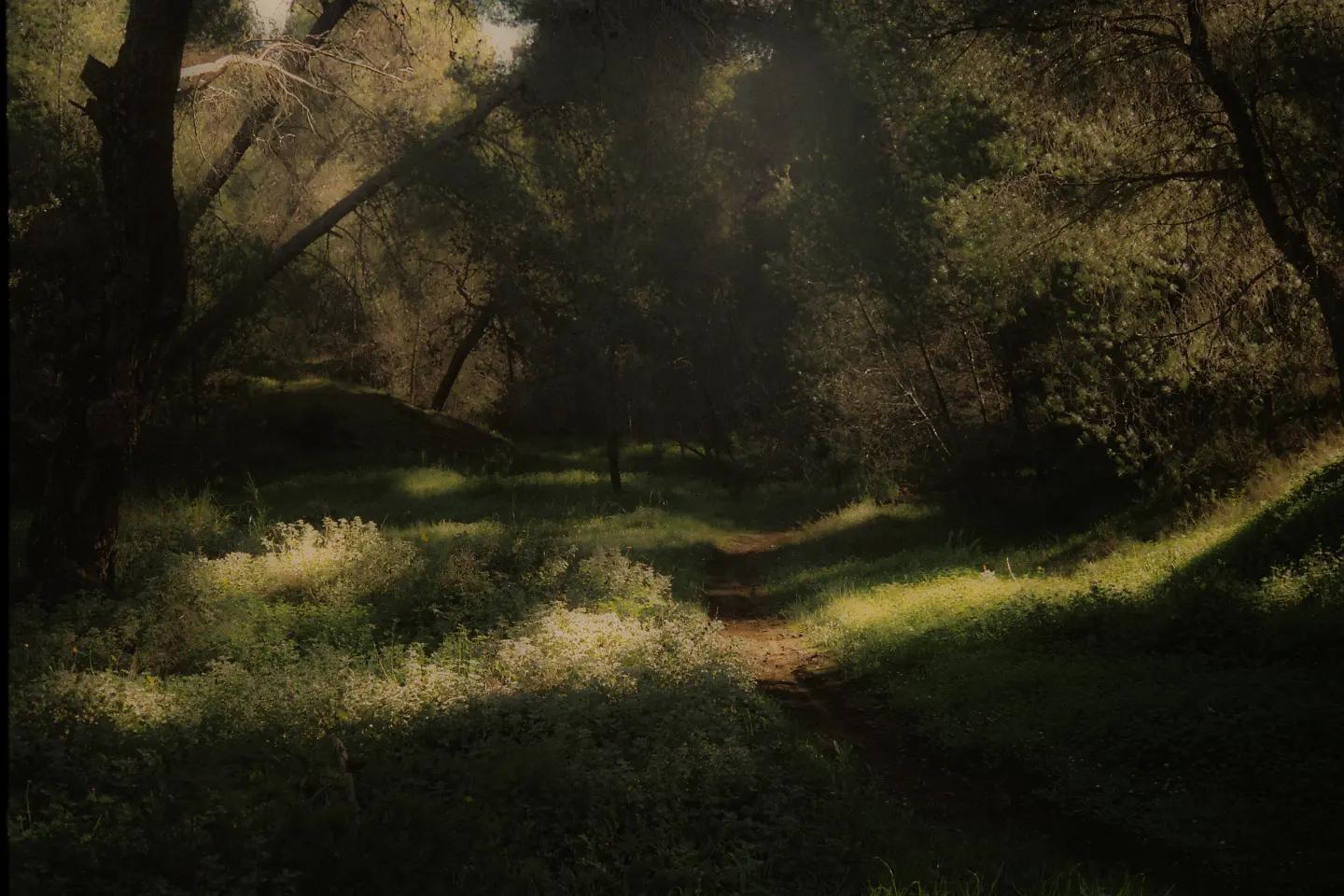 A narrow path winds through a sun-dappled forest with tall trees and lush undergrowth.