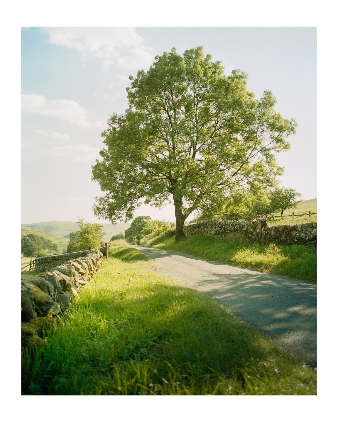 A large tree stands beside a winding road with stone walls and green hills under a bright sky.