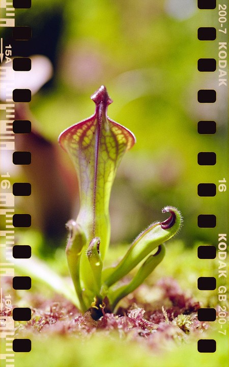 A close-up shot shows a carnivorous plant with a pitcher-shaped leaf and a curled leaf growing from a bed of moss.