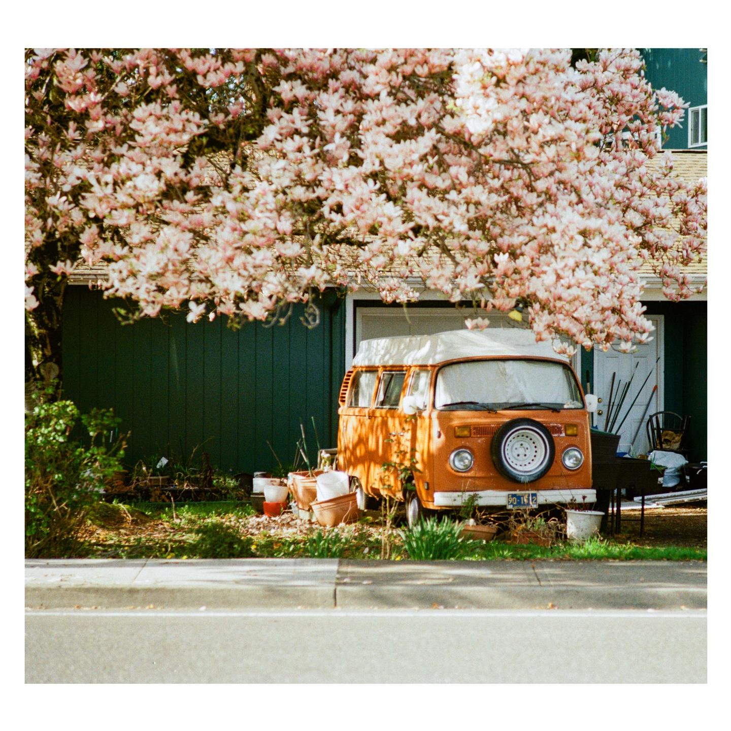 An orange van is parked under a blooming magnolia tree next to a green house.
