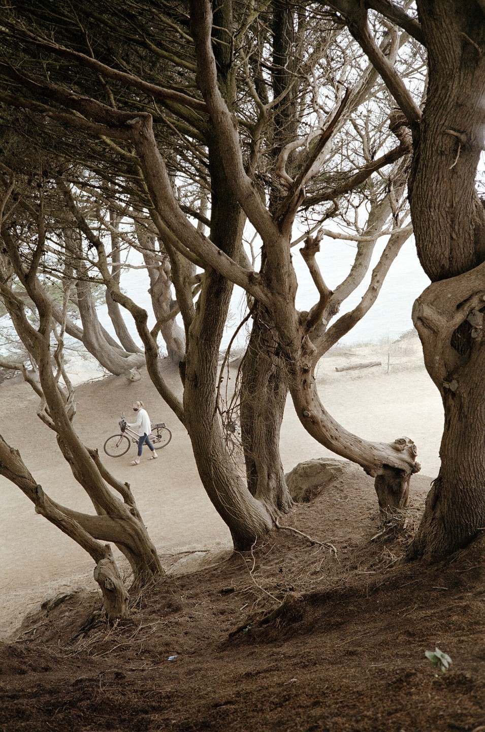 A woman walks with her bicycle on a dirt path surrounded by gnarled trees.