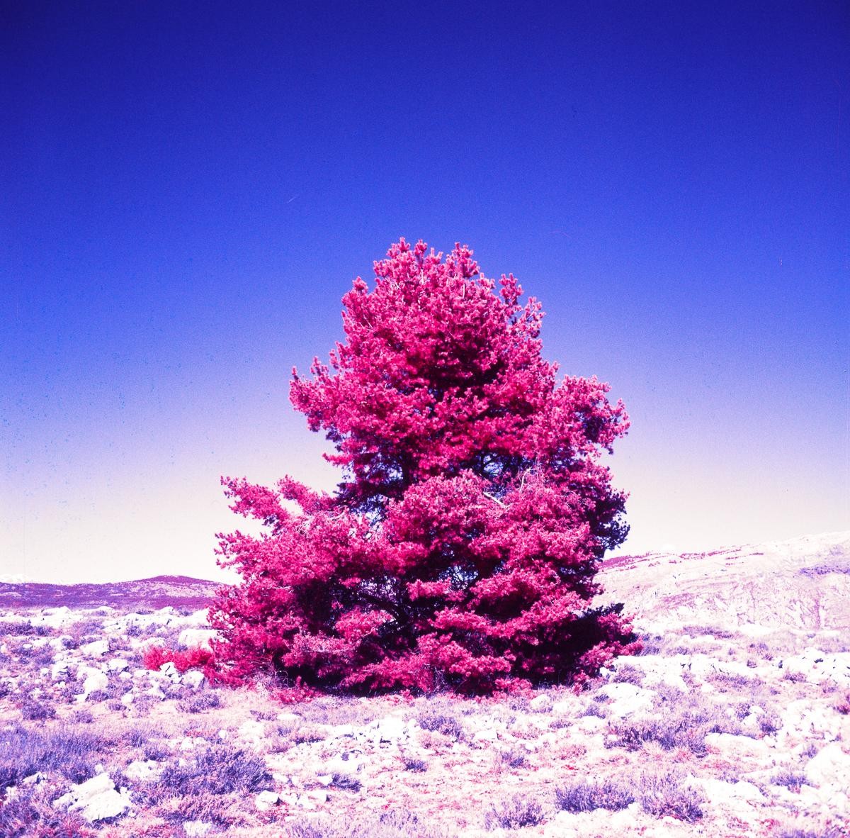 A bright pink tree stands in a field of light-colored brush under a blue sky.