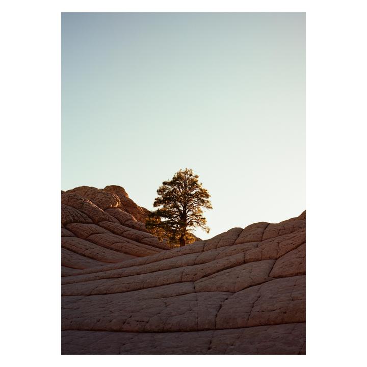 A lone tree stands among undulating rock formations under a clear sky.