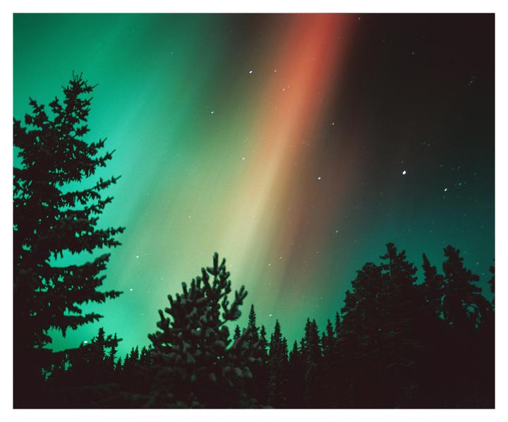 The northern lights illuminate a night sky above a forest of pine trees.