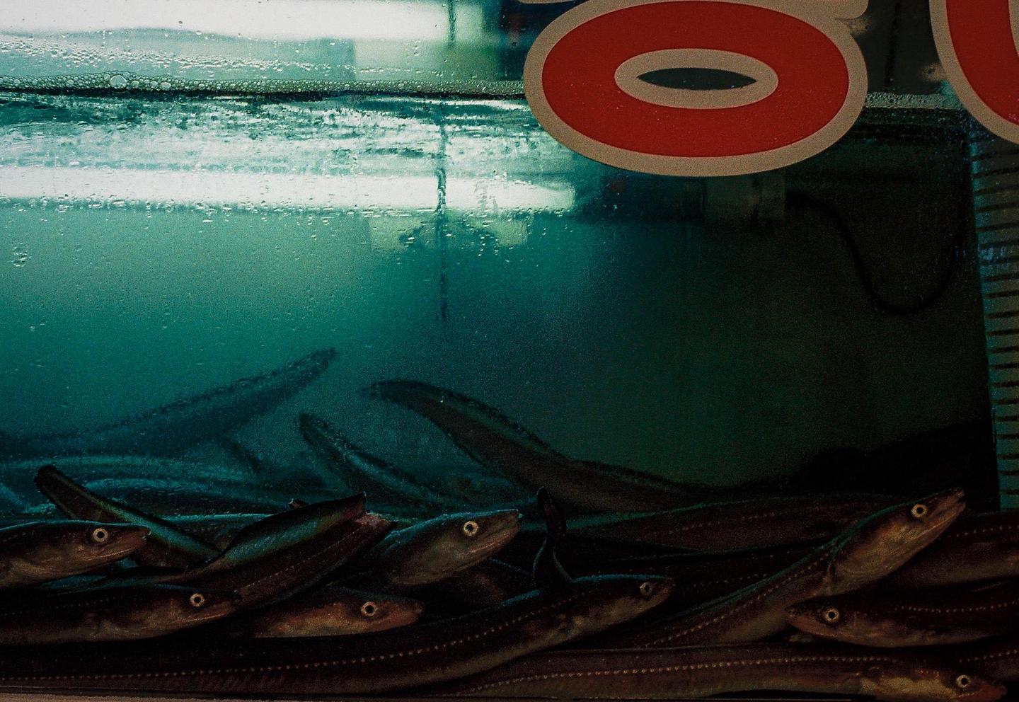 Many eels are visible in a tank of water, with a red sign partially visible at the top right.