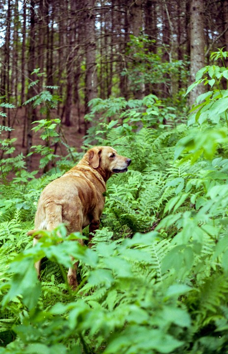 A golden retriever stands in a forest surrounded by green foliage.
